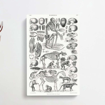 Study Of Mammals LXX by Oliver Goldsmith - Wrapped Canvas Print