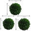 Buis de plantes en faux conserve