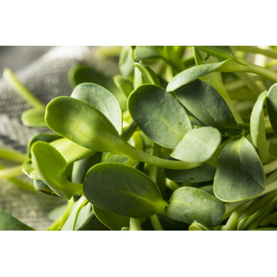 Sunflower Microgreen - Photographie sur toile tendue