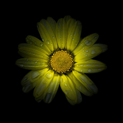 Marguerite jaune II