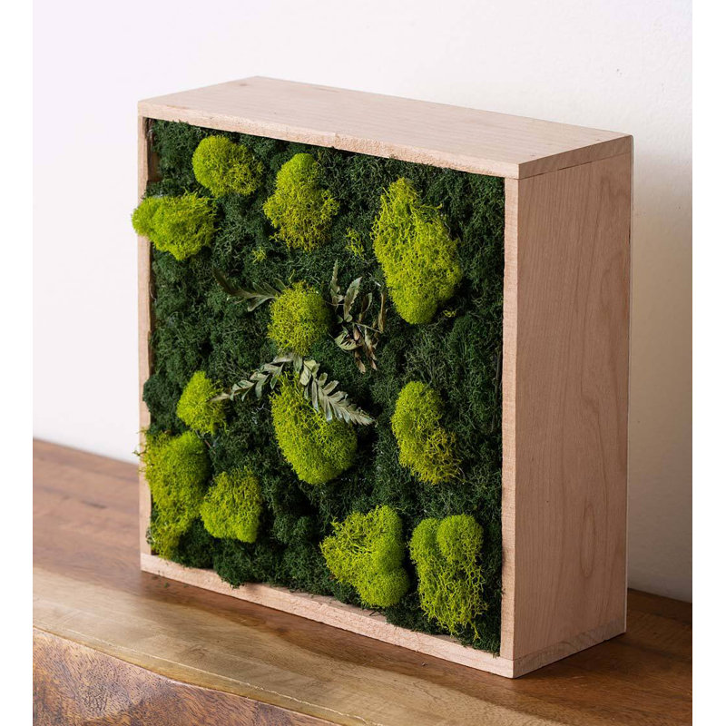 Moss Plant in Wood Freestanding