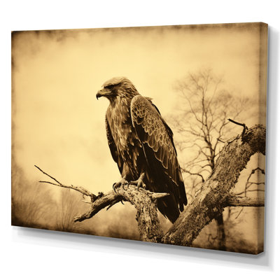 Aigle brun résiliant audacieux I