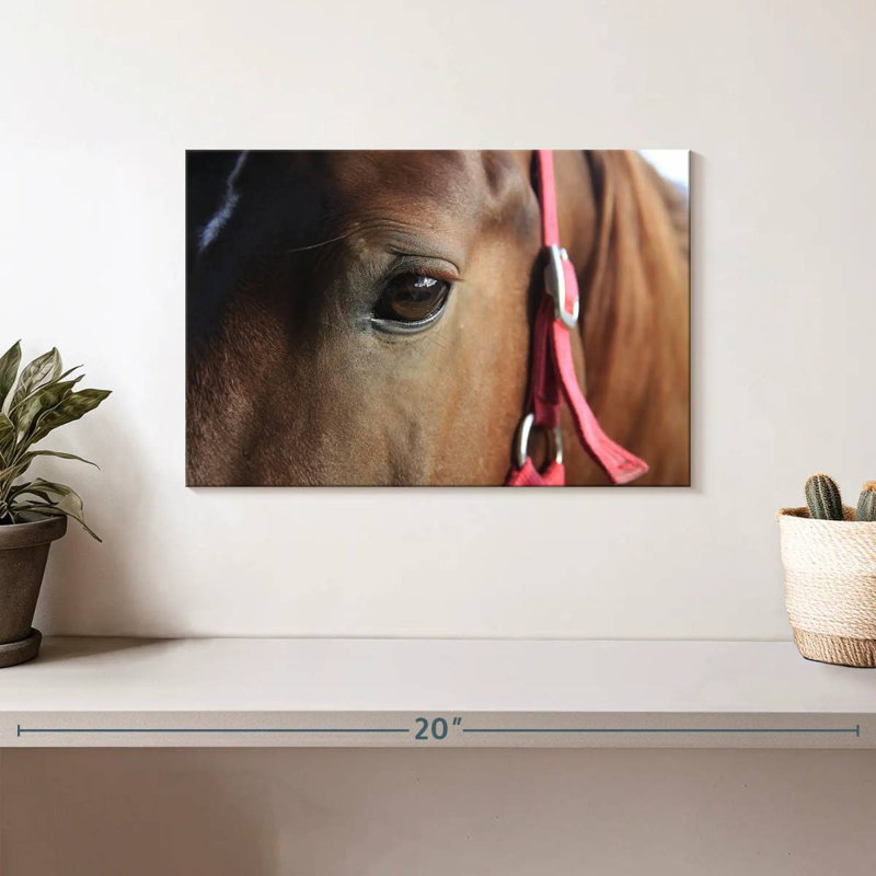 Œil de cheval brun, H 8 po x l 12 po