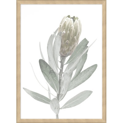 Blanched plant 7 - Cadre photo, impression sur papier