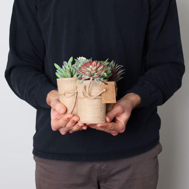 Plante grasse artificielle 7 po en pot