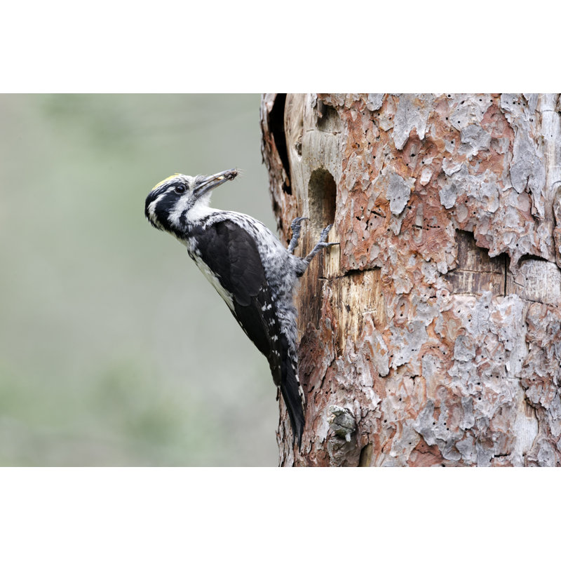 Three-Toed Woodpecker - Wrapped Canvas Print, 30cm H x 46cm W x 3.8cm D