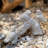 Emme Animals Garden Statue