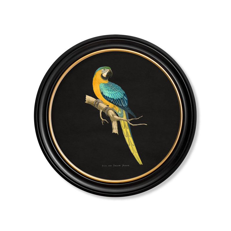 Blue & Yellow Macaw by Mid-1800s - Single Picture Frame Print on Archival Matt 230gsm Paper, Black