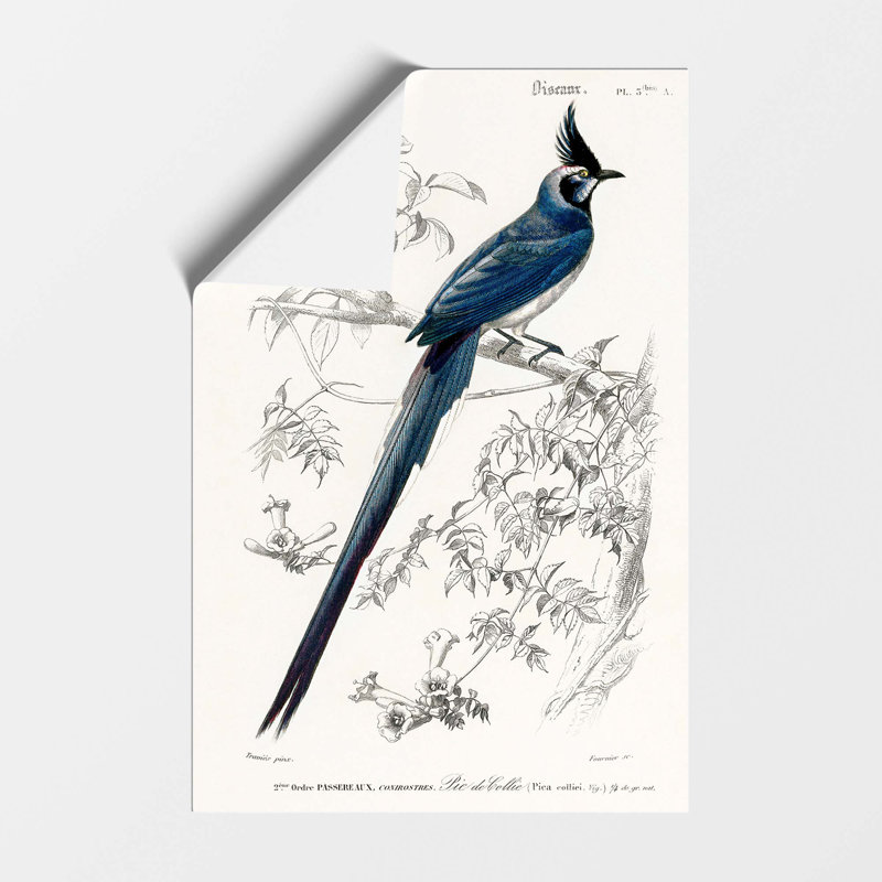 Magpie Jay Bird by Charles D Orbigny - Frameless Print, 42 cm H x 29.7 cm W