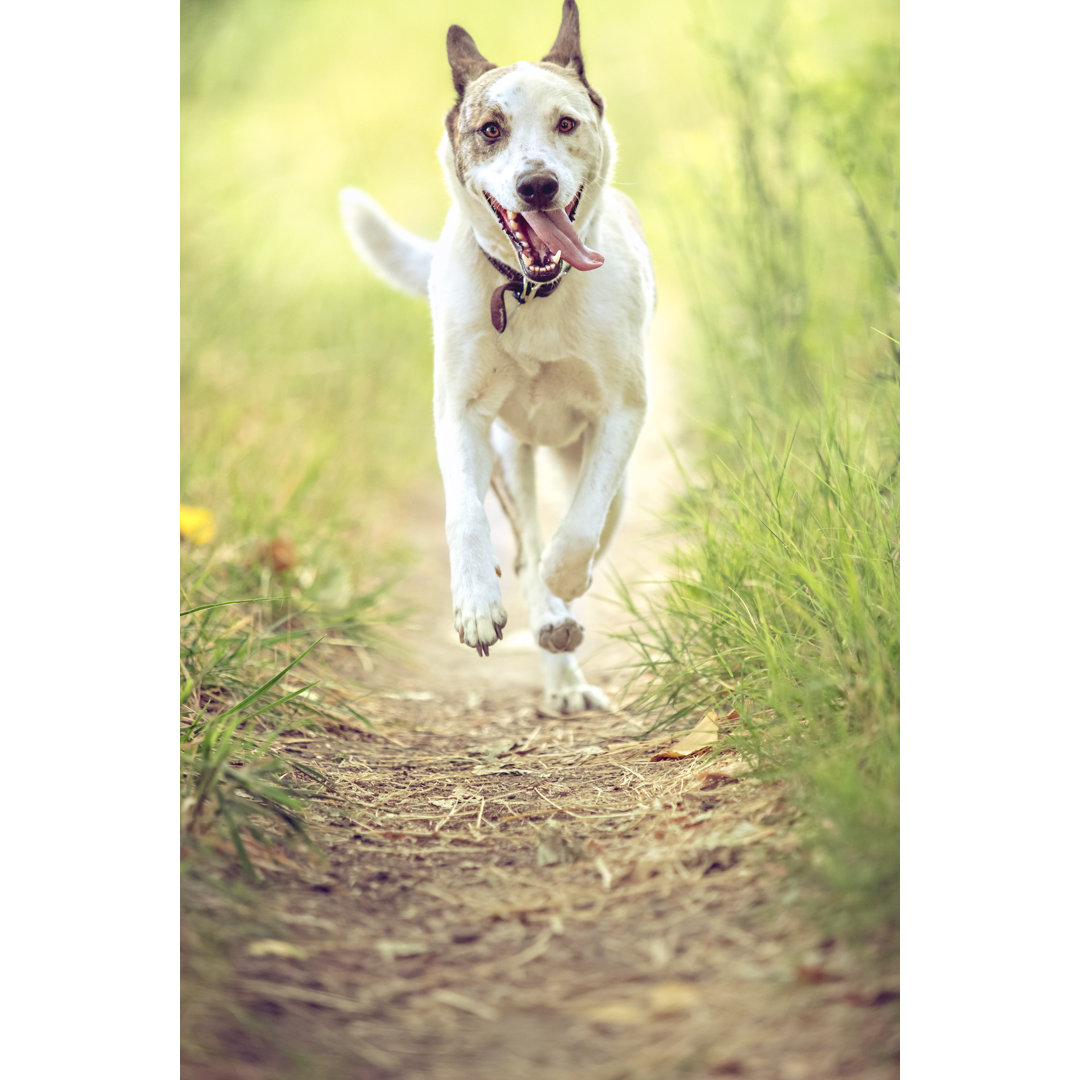 Happy Dog Running On Nature Trail Toward Camera von Debibishop - Drucken