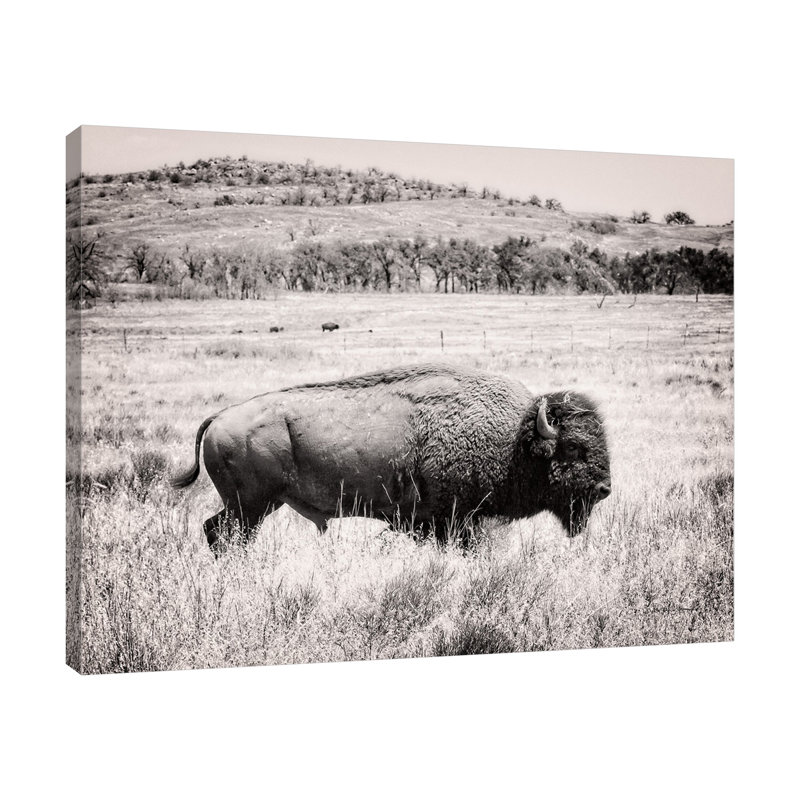 "Buffalo I BW", toile tendue par Debra Van Swearingen, H 12 po x l 15 po x P 1,5 po