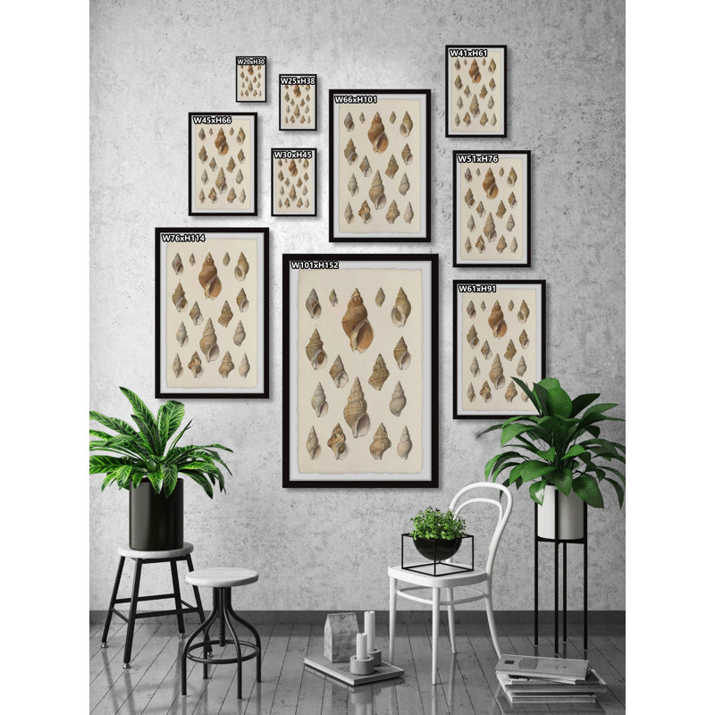 Handful Of Shells by Marmont Hill - Single Picture Frame Painting, 61cm H x 41cm W x 3.81cm D