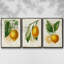 Citron français I 3 pièces-97795857-97795862