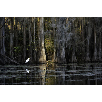 Aigrette au lac Caddo par Wanderluster