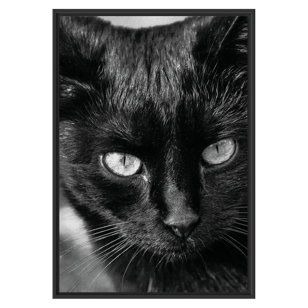 Gerahmtes Wandbild schwarze Katze