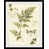 Toile sélectionné