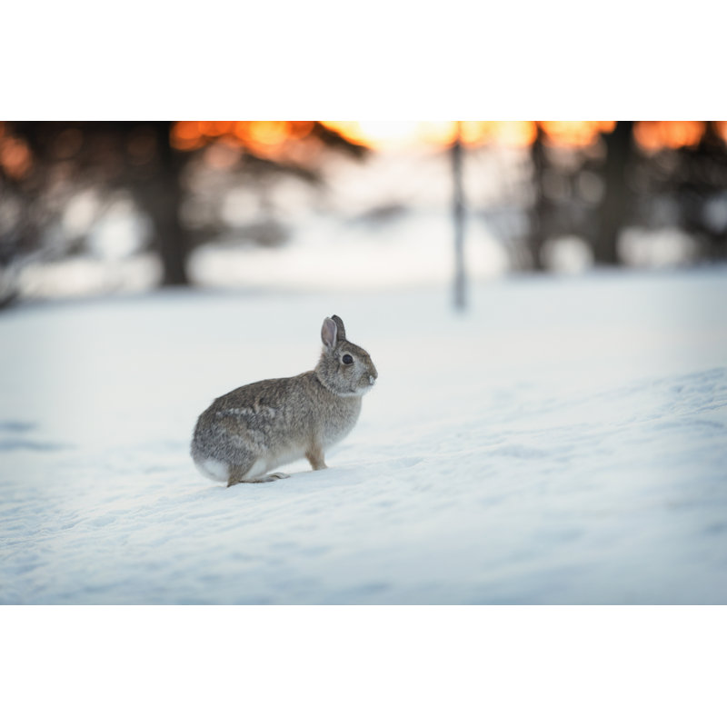 Snowy minnesota winter Wall Art on Canvas, 30cm H x 46cm W
