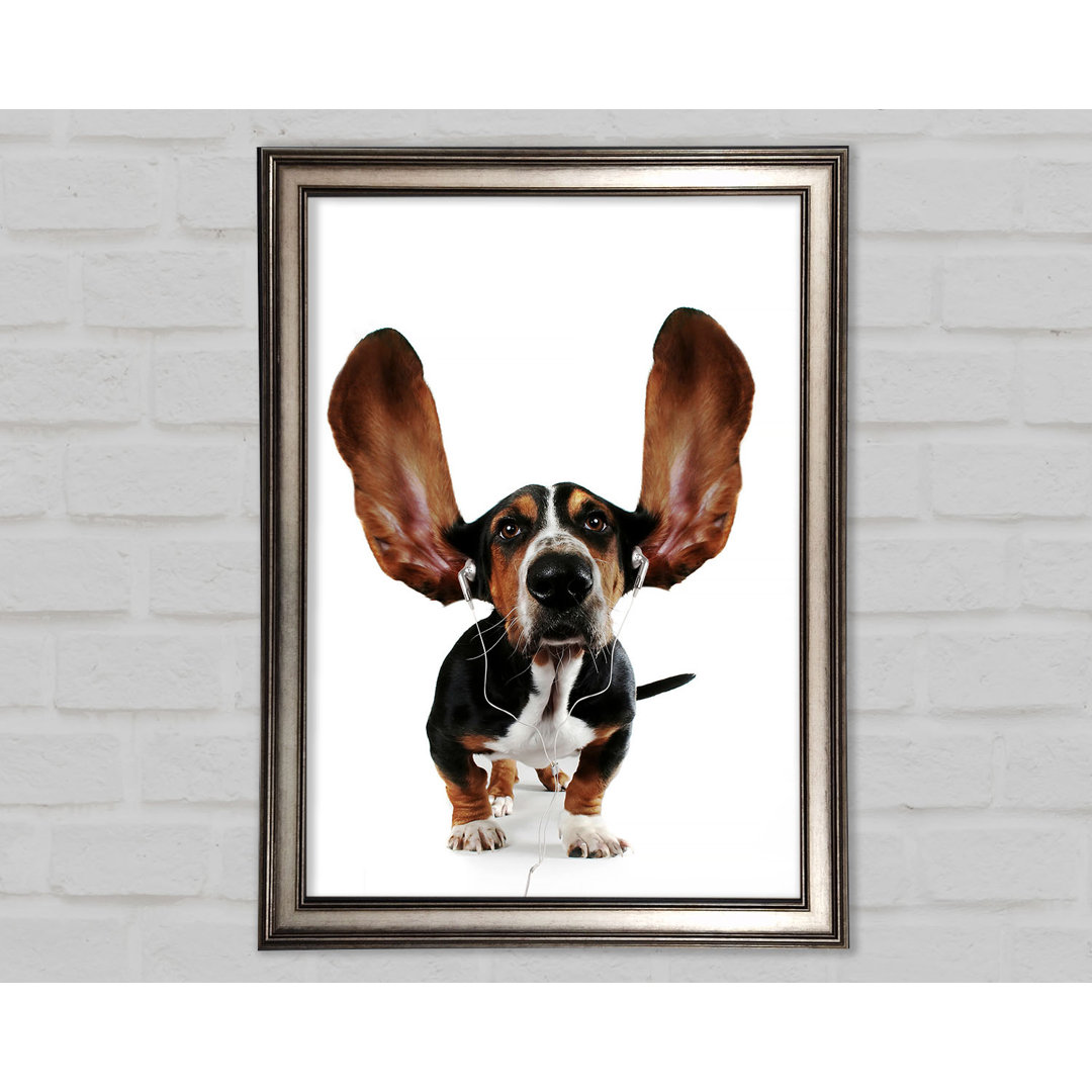 Basset Hound Musik Gerahmter Druck