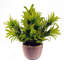 22cm Faux Plant in Terracotta Planter
