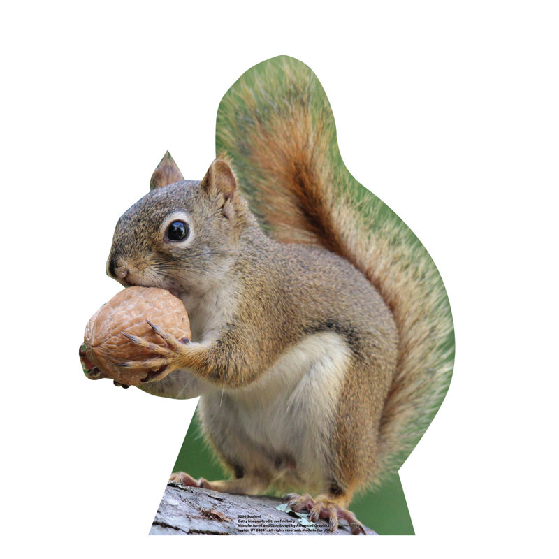 Squirrel