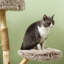 Tour pour arbre à chat avec poteau à griffer en bois 35 po Tucker Murphy Pet ™, brun