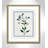 Colombe Shabby Elegance Botanical II - Framed Art-72514449-72514452