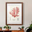 Cadre rétro vintage Coral Study IV de qualité supérieure - prêt à être accroché-989064983-989064984