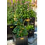 Haninah Metal Planter Box-1377415246