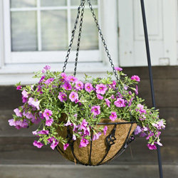 Hängetopf mit Blume