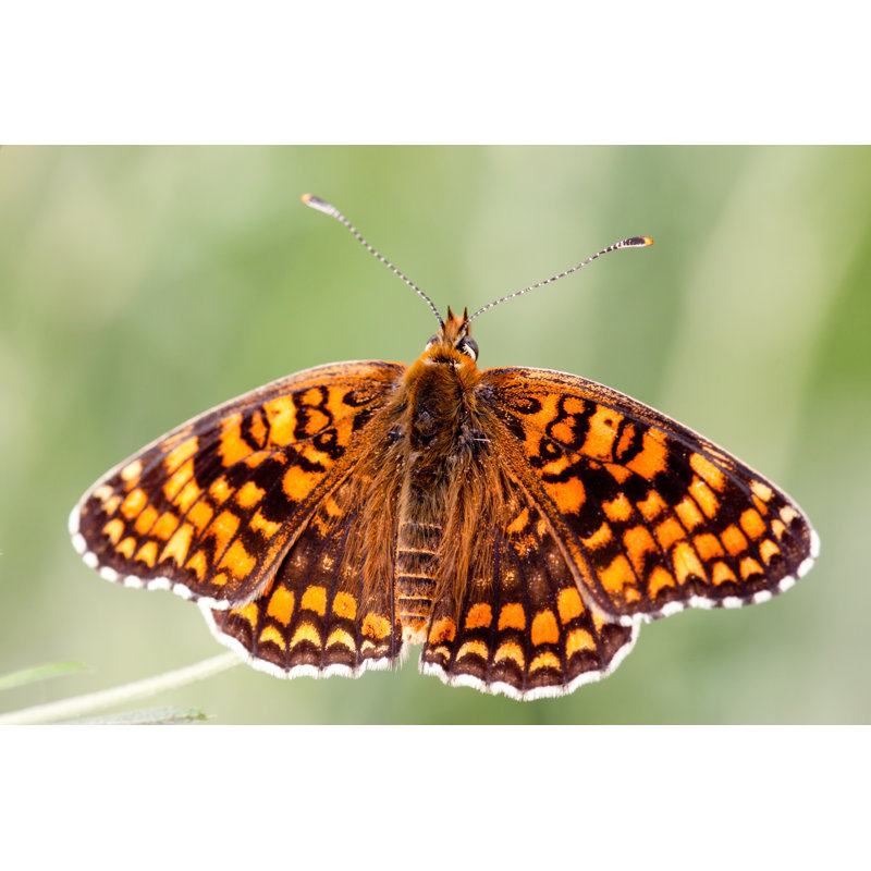 Youngsville Marsh Fritillary - Wrapped Canvas Print, 61cm H x 91cm W x 3.8cm D