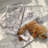 Dog Blankets