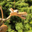 Mexborough Dragon No Additional Durability Wood Garden Statue