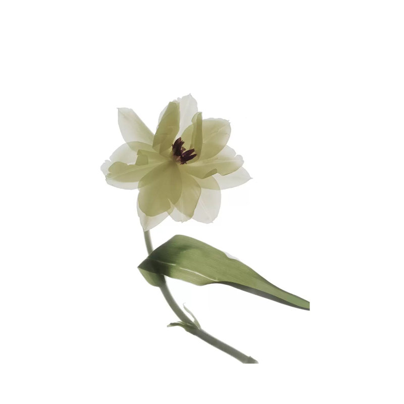 X-Ray Tulip II by Judy Stalus - Wrapped Canvas Gallery-Wrapped Canvas Giclée, 101.6cm H x 66.04cm W