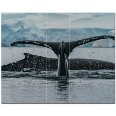 Baleine photo 8 x 8
