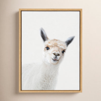 Studio Alpaca Print by Amy Peterson
