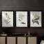 Antique Botanical Collection VII - reproduction sur mesure encadrée de qualité supérieure - 3 pièces-1991691633-1991691632