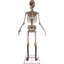 Figurine Skeletons Bones McNeely the Towering