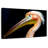 Peach Pelican Profile-107887178