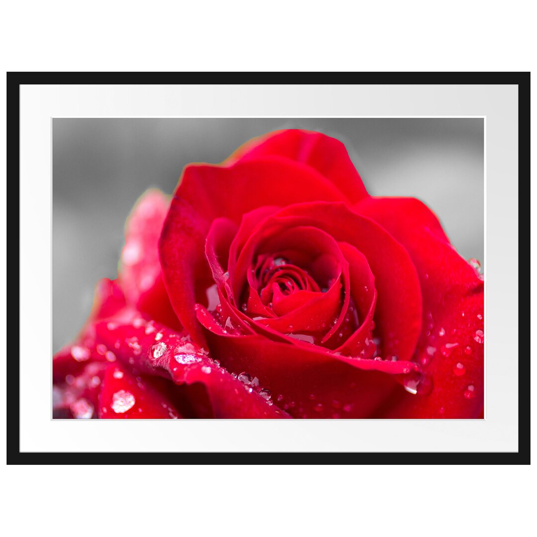 Gerahmtes Poster Rose mit Wassertropfen