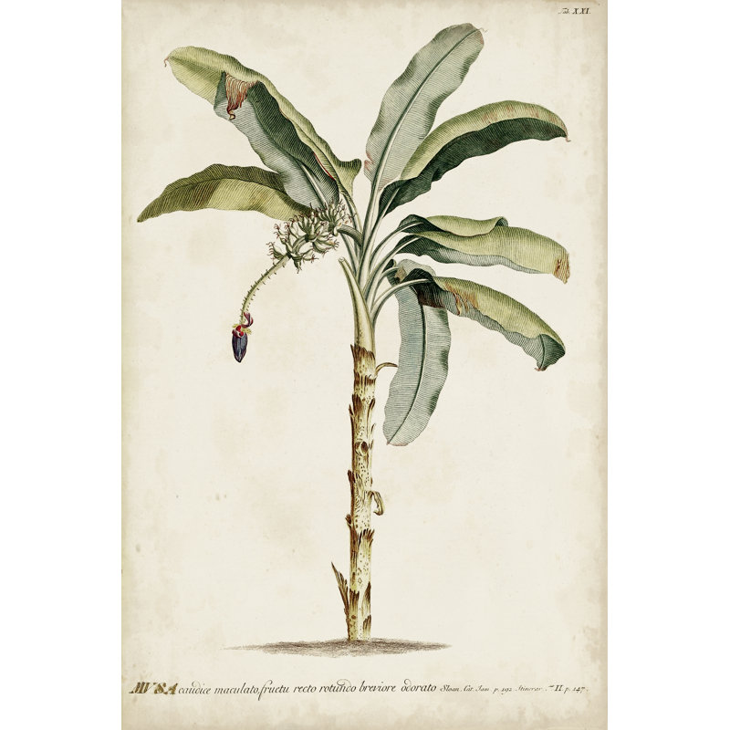 Banana Palm II - Art Print, 91cm H x 61cm W, Black Floater Framed