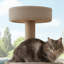 Grand arbre à chat beige Amazon