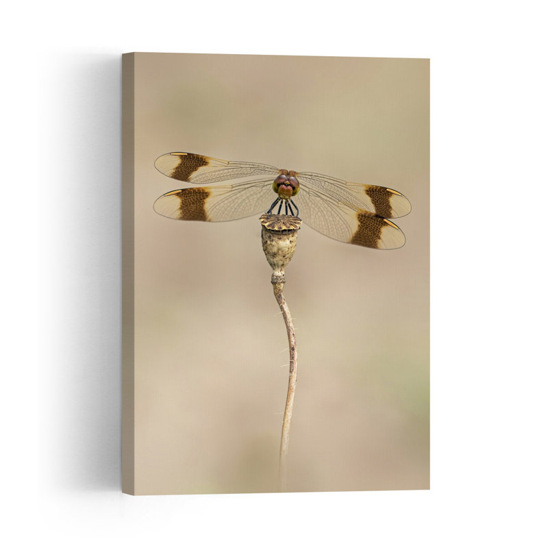 Elegant Dragonfly Perch Delicate Elegant Peaceful Dragonfly Nature Plant Wall Art Print by Fabrizio Daminelli - Print
