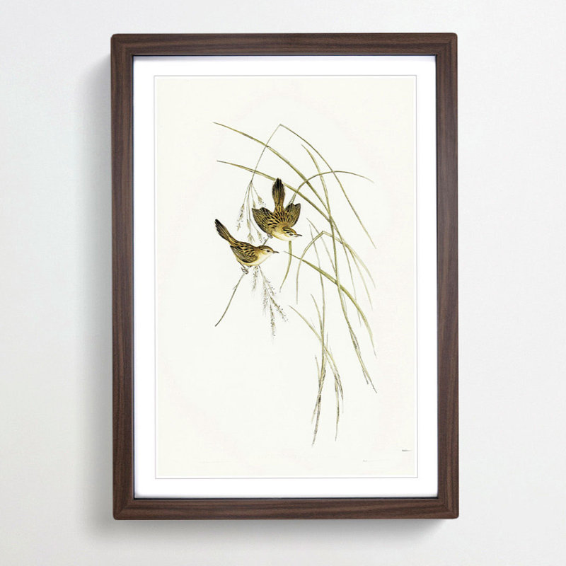 Lineated Warbler by Elizabeth Gould - Picture Frame Painting Print, 36cm H x 27cm W x 2cm D, Walnut Framed