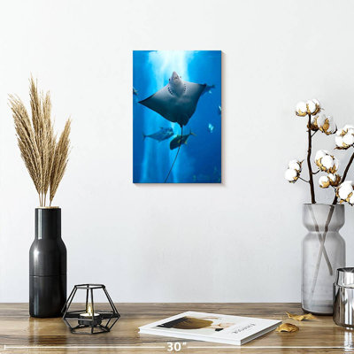 Brampt Manta Ray