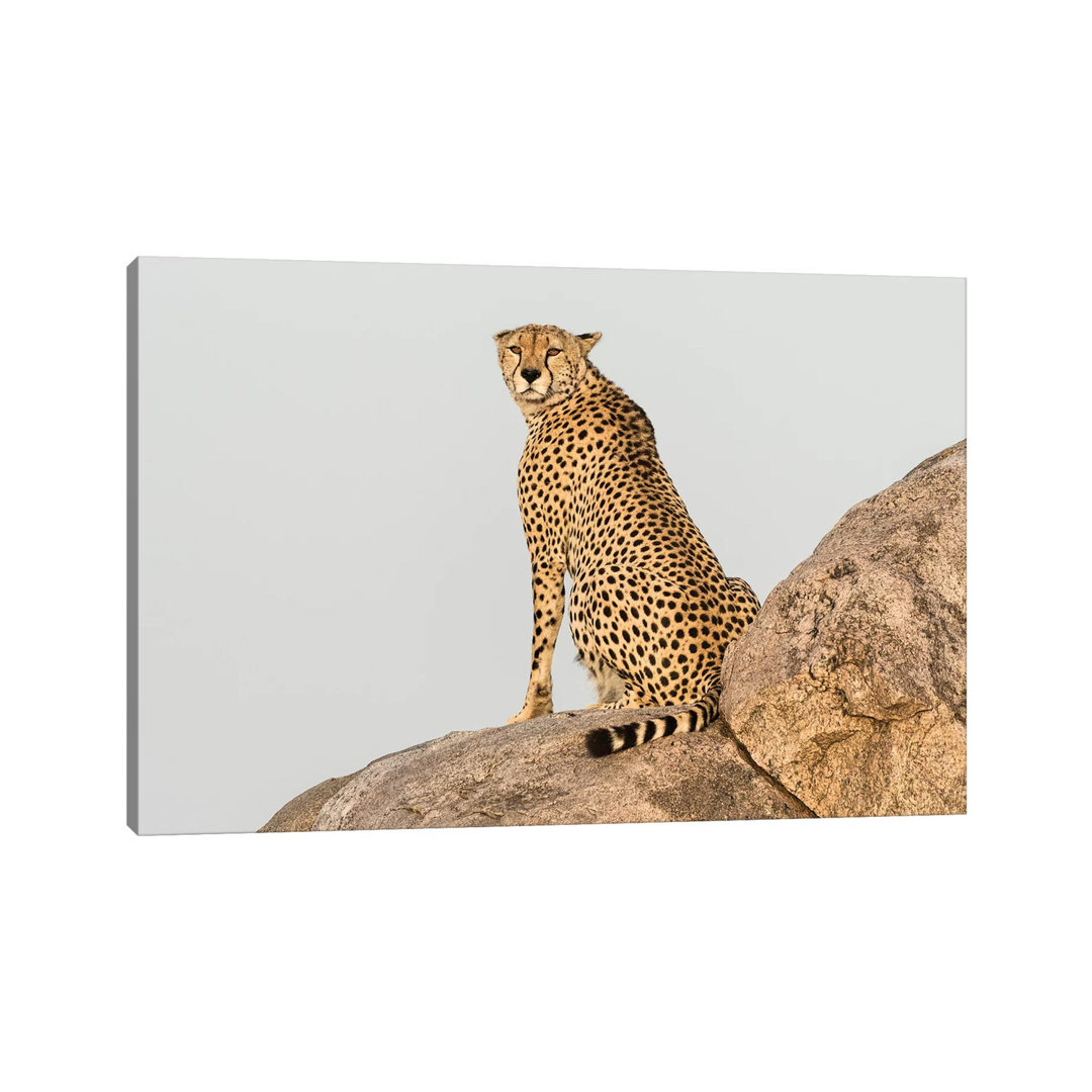 Africa, Tanzania, Serengeti National Park by Jaynes Gallery - Wrapped Canvas Print