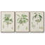 "Antique Ammond Botanical I", reproduction sur toile 3 pièces-91887859-91887855