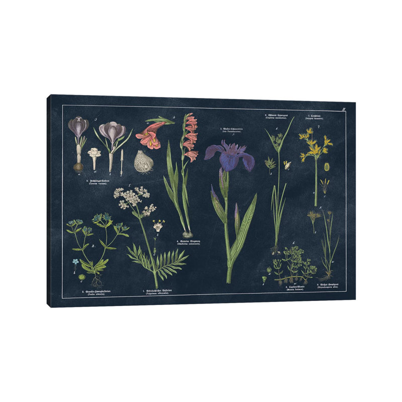 Botanical Floral Chart II Dark Blue - Wrapped Canvas Print, 20.32 cm H x 30.48 cm W