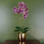 Plant-107235574
