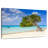 Aruba Gillard Divi Divi Tree-107923371