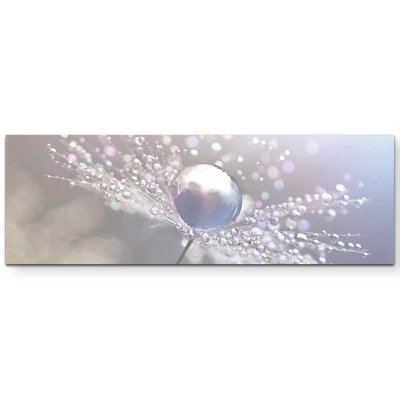 Leinwandbild Pusteblume mit Wassertropfen